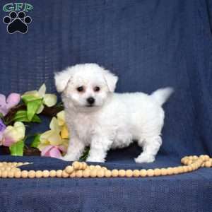 Peter (Tiny), Bichon Frise Puppy
